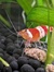 Omlet
