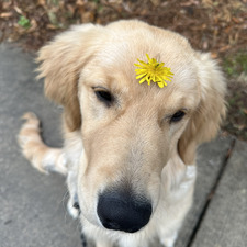 Cameron