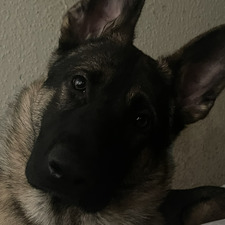 Rebbi