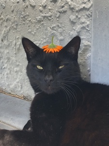 Jemima