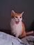 KittyKa...