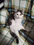 Ainhoa