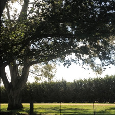 Isabelle Michell-Moylan