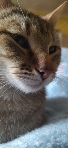 Triantafyllos Kazakis