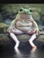 A.Frog....