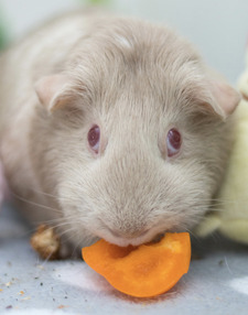 David