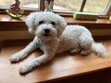 Sarah 📚 Grant 🦚