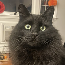 Carlotta