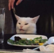 Salad Cat
