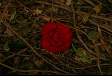 Broken Beauty