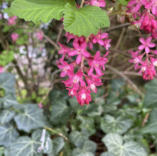 Summer Cooper-Simmons