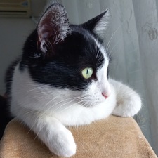 Ceyda