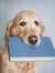 a dog who learned to read