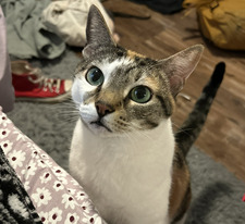 isabel