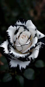 Rose Black