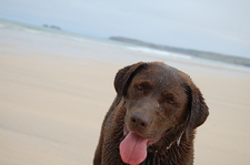 nige
