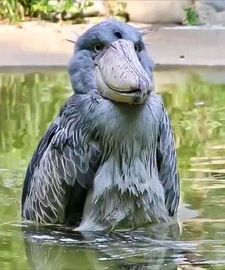 ᴀʟᴇᴊᴀɴᴅʀᴏ ( ´ ∀ `)ノ～ ♡