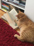 cat rea...
