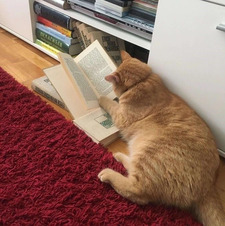 cat reading&#x1f431;