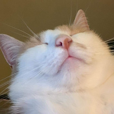 amelia  &#x1fa84;&#x1fa84;&#x1fa84;