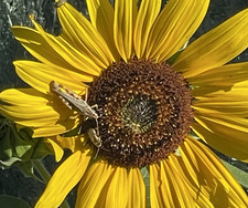 Katherine Richardson