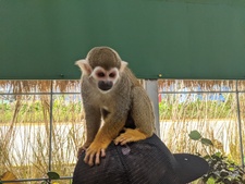 Robert Spider Monkey On My Head