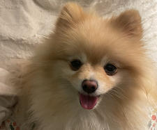 Priya