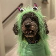 Ari