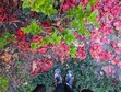 Ivy