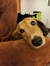 Kimy