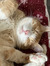 Kitsu