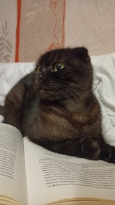 Оля Козачок