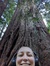 Sequoia