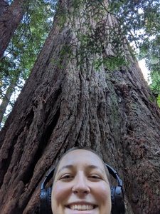 Sequoia