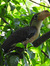 Hornbill