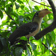 Hornbill