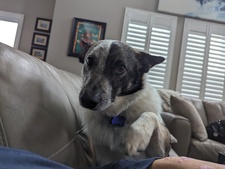 Tom