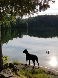 Maia