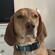 Lulu