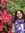 Ashwini