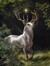 White Stag