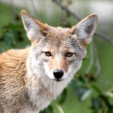 Regular Coyote