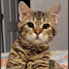 Tori