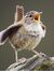 Wren