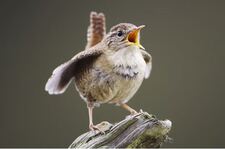 Wren