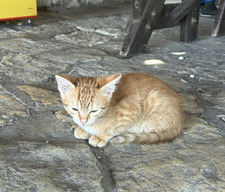 Laeti