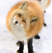 Ганна Курдюкова