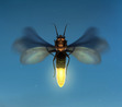 The Life Of A Firefly