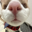 Rosie