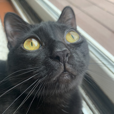 Liga